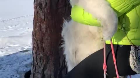 Fluffy Dog Rides a Swing