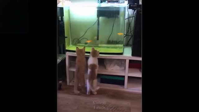 Cat like fish