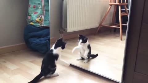 Funny cat and mirror video