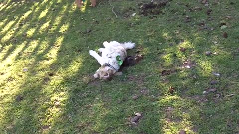 Funny dogs playing in the poo