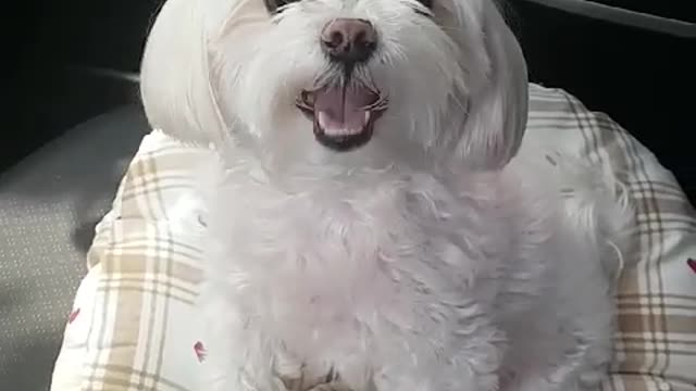A dog who is afraid of cars, it's hard to get in a car