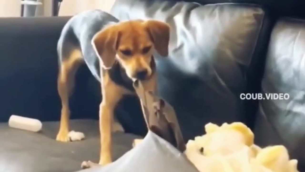 "Epic Troll: Hilarious Dog Prank Gone Wrong with Leather Cuisine!"