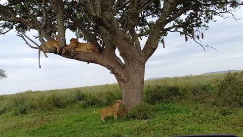 Cub lion try to climb the Tree to reach his mother at Serengeti national park (SHAMALE EXPEDITIONS)