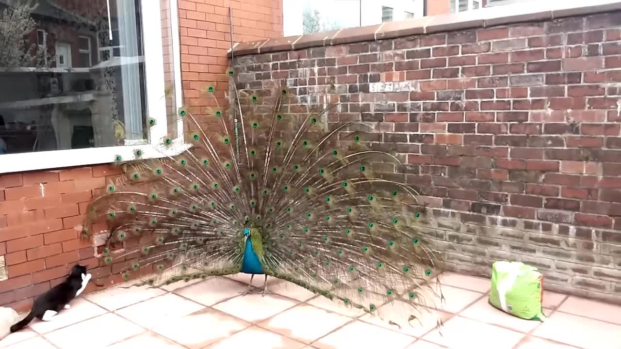 Cat Thinks Peacock Is A Walking Toy