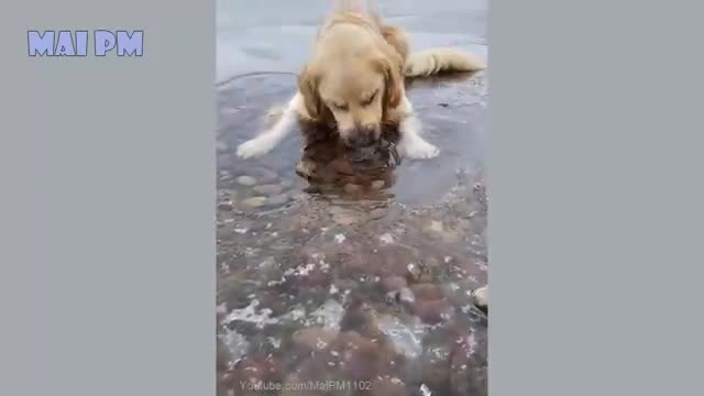 Funny dog videos