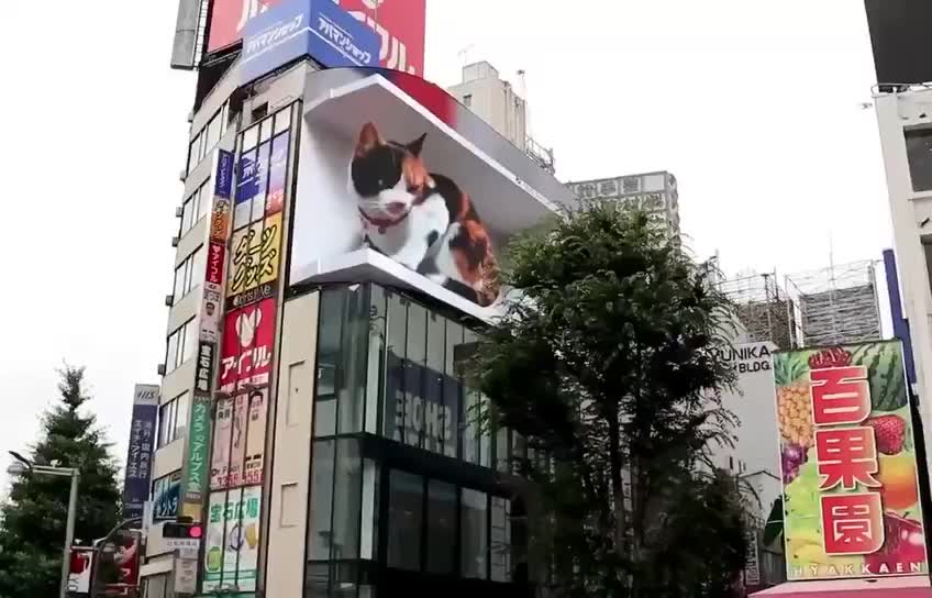 Amazing 3D cat billboard in Japan!