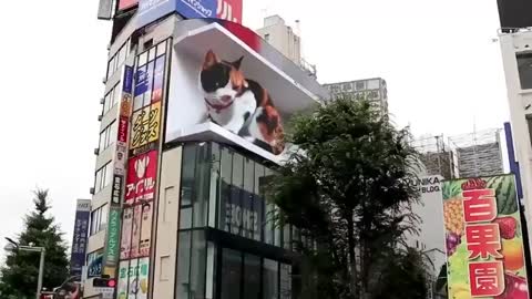 Amazing 3D cat billboard in Japan!