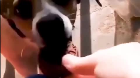 Funny Animal Video