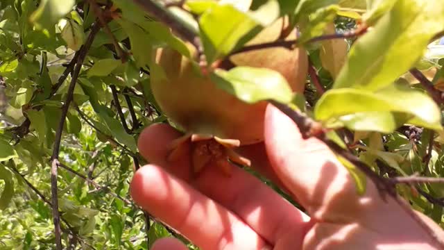 Pomegranate fruit