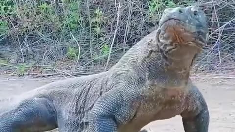 Animal natural.The Komodo Dragon which can eat anything living or dead.