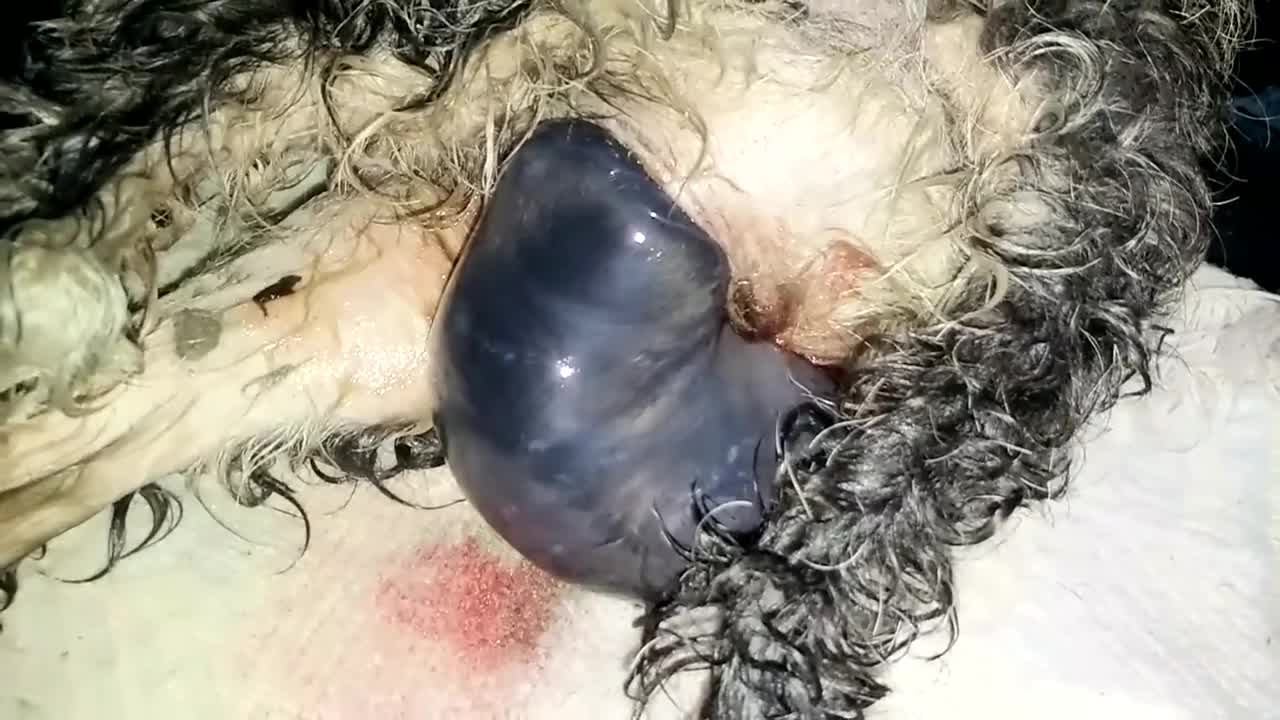 ienvenido cachorro a nuestro mundo llamada tierra