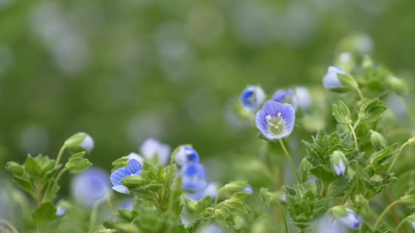 Spring is the season when mountain flowers are in full bloom