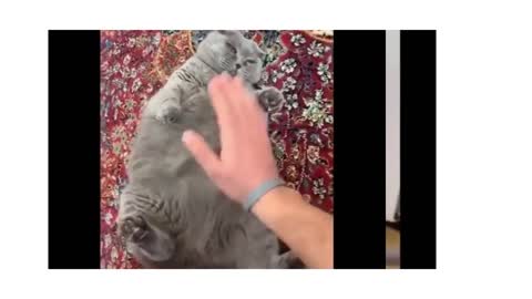 Funny cat reaction