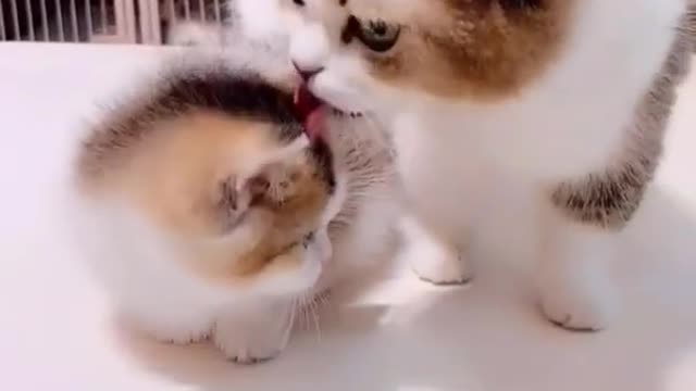 Funny cat videos Cut cat kitten-kitty Baby cat Lovely cat videos , Ep12302