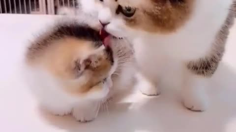 Funny cat videos Cut cat kitten-kitty Baby cat Lovely cat videos , Ep12302