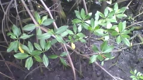 Filmando o mangue no museu de ciências, não vi caranguejos lá [Nature & Animals]