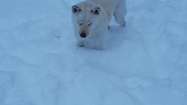 Minnesota snow puppies