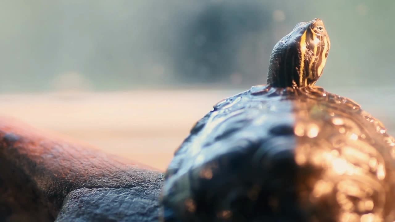 A small Turtle Enjoys gathering UV light on a log before moving