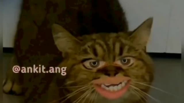 Funny Video