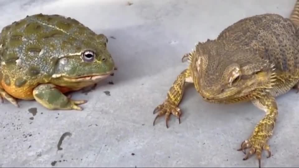 Cute Babies and Tortoise become friends - Funny Babies