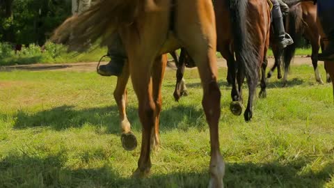 The horses go past the camera, the man videographer takes them off on GoPro