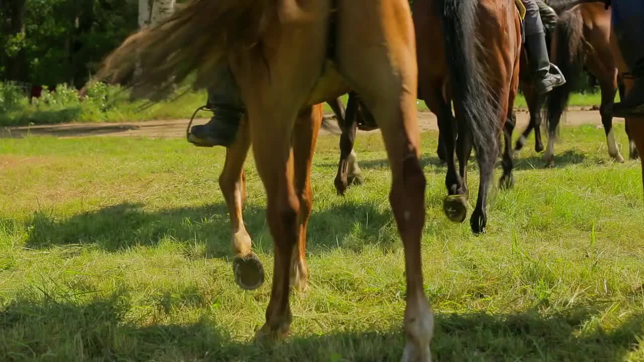 The horses go past the camera, the man videographer takes them off on GoPro