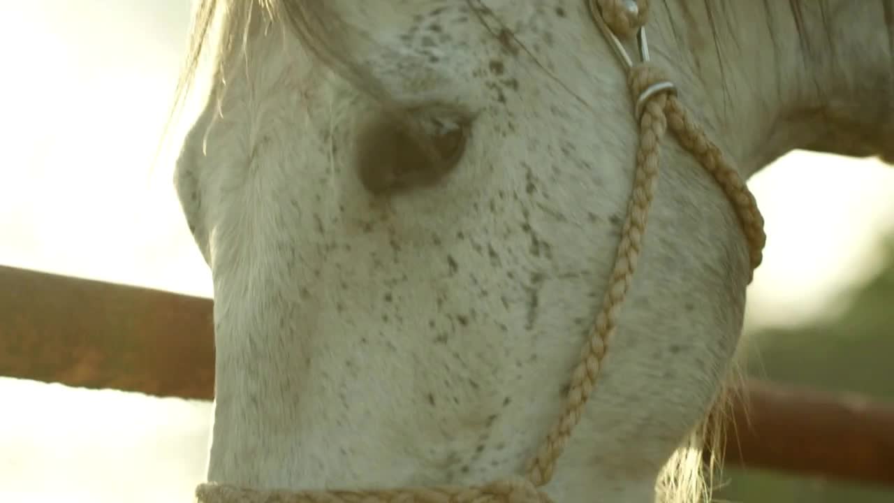 Beautiful White Horse, Closeup Shot