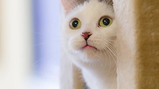 sweet cat meowing #2