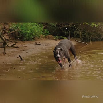 Best of American Bully Pitbulls - Extreme Dogsss--1080HD