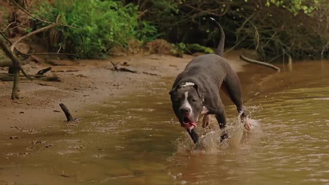 Best of American Bully Pitbulls - Extreme Dogsss--1080HD