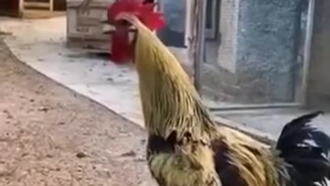 If this doesn’t make you laugh, nothing will!!