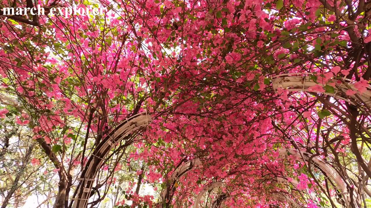 元州邨30米長簕杜鵑花隧道 30m bougainvillea tunnel@Un Chau Estate, mhp1236, Mar 2021