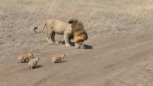 Lion dad tries to ditch his cubs