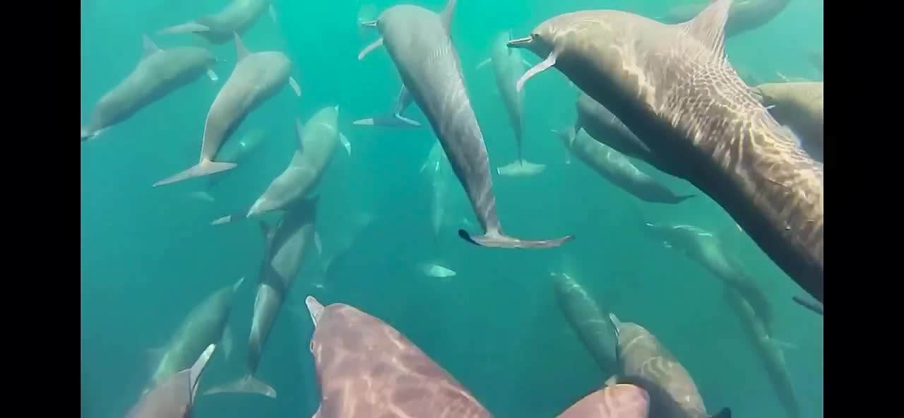 Osa Peninsula Costa Rica with Costa Cetacea