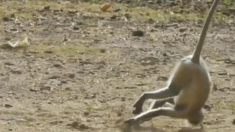 Funniest Monkey - cute and funny monkey videos