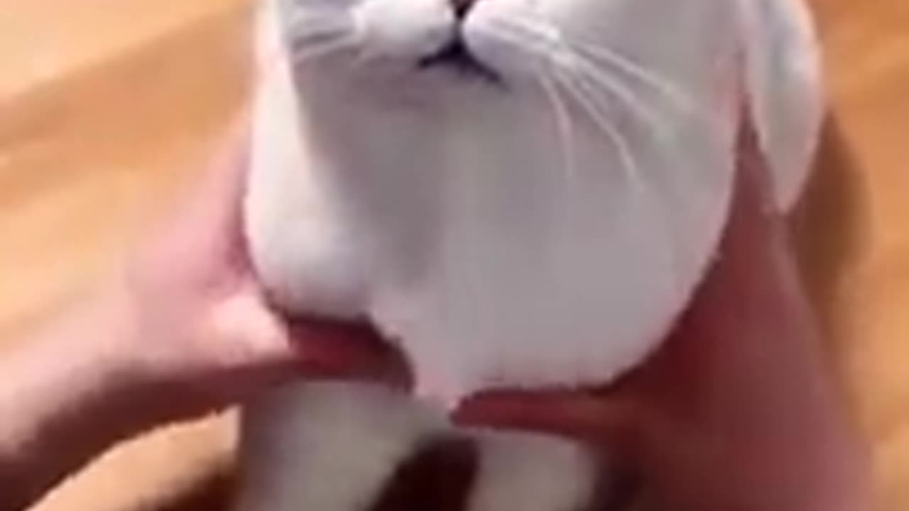 Funny cat