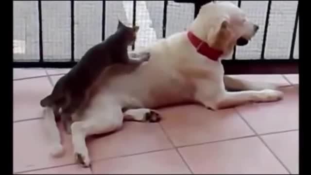 Amazing movies best funny animals