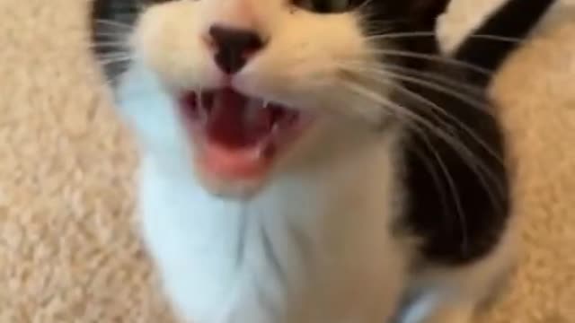 cat video