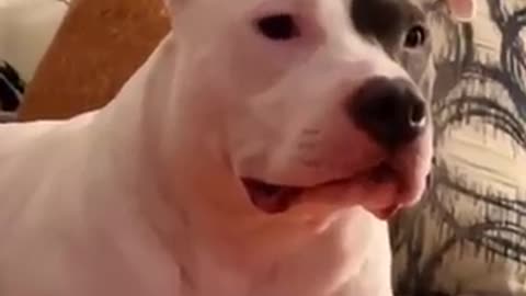 Funny And Cute Animals Short #105