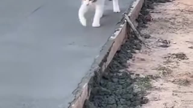 You missed a spot here and here and here