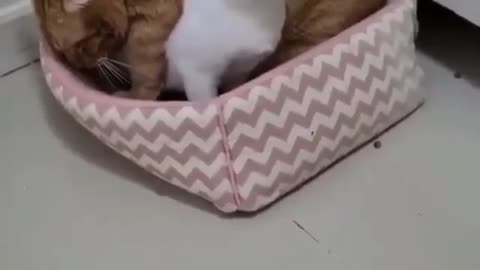 Cats funny