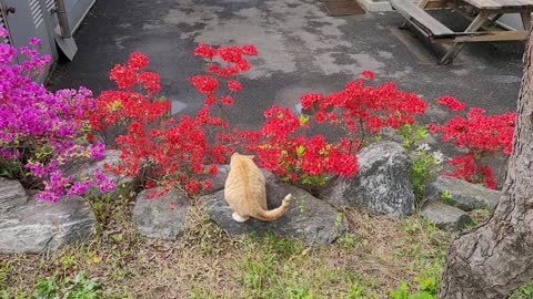 Cat turning back