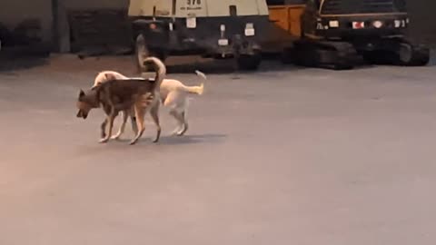 Dogs fighting|| Dogs fighting with each other