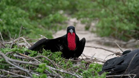 Nature And Wildlife Video - Bird and animal is beautiful creature on our planet #birds