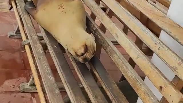 Sea Lion Sleeping On A Bench