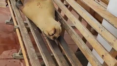 Sea Lion Sleeping On A Bench