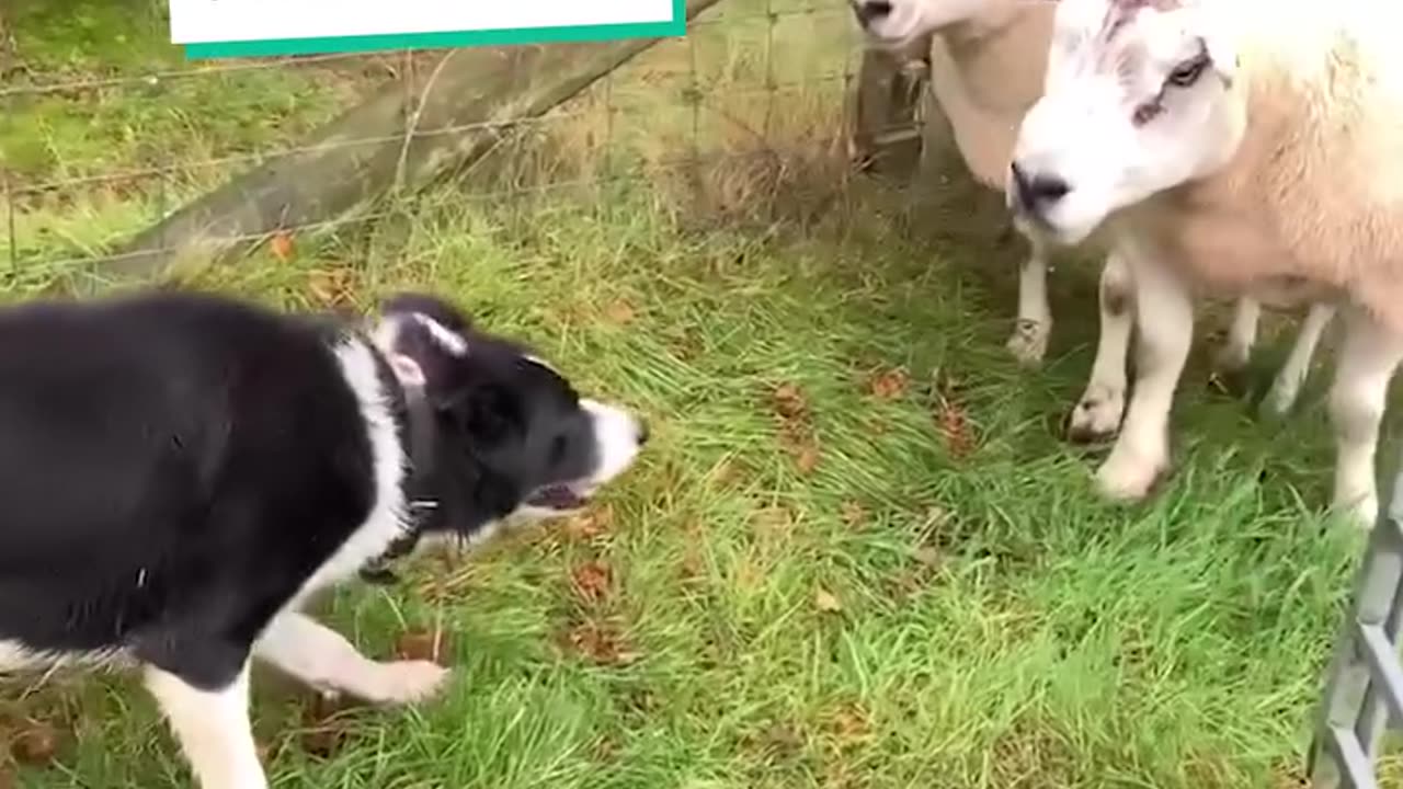 No one puts stubborn sheep in their place like border collies 💪🏼🐕