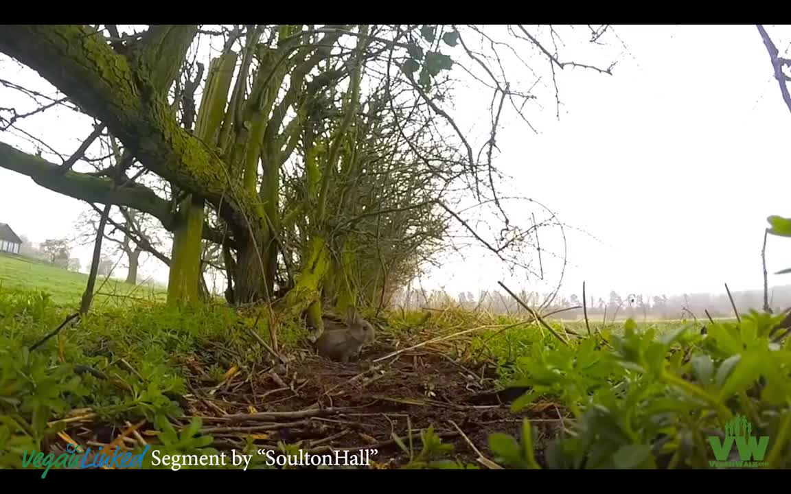 What to Do When You Find a Wild Animal