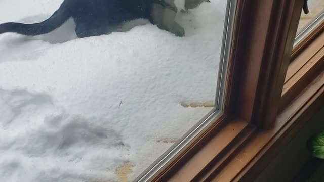 Kitty Baffled after Seeing Snow for the First Time