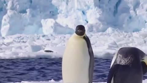 Happy penguin family